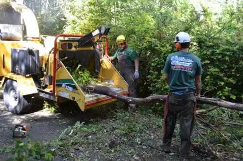 tree services Santa Barbara